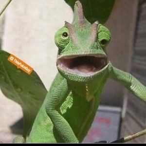 Meet your Posher, Laffy